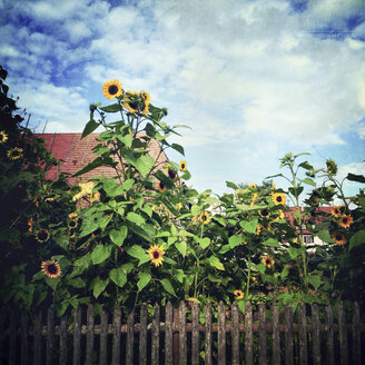 Garten mit Sonnenblumen - LVF001908