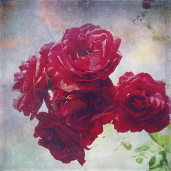 Rote Rosen - LVF001913