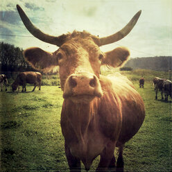 Cow on pasture - LVF001921