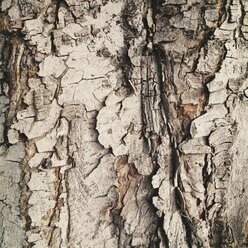 The Netherlands, North-Holland, Amsterdam, close-up of a tree bark - HAWF000465