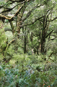 Neuseeland, Südinsel, Milford Track, Milford Sound, Mackinnon Pass, Regenwald - WV000670