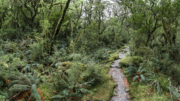 Neuseeland, Südinsel, Milford Track, Milford Sound, Mackinnon Pass, Regenwald - WV000673