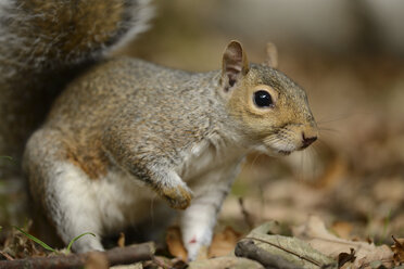 Porträt des Grauhörnchens, Sciurus carolinensis - MJOF000751