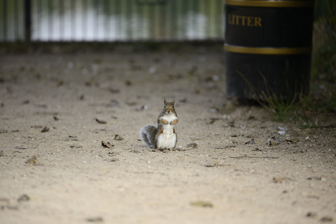 Grauhörnchen, Sciurus carolinensis, lizenzfreies Stockfoto