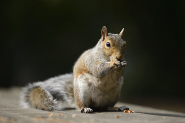 Porträt eines fressenden Grauhörnchens, Sciurus carolinensis - MJOF000753