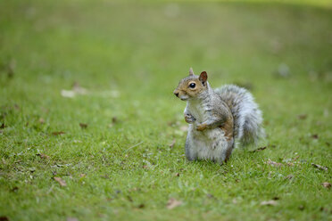 Grauhörnchen, Sciurus carolinensis, sitzend auf einer Wiese - MJOF000754