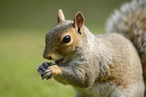 Porträt eines fressenden Grauhörnchens, Sciurus carolinensis - MJOF000756