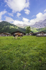 Austria, Tyrol, Karwendel mountains, Grosser Ahornboden, Engalm, Cows - THAF000715