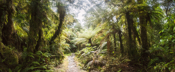 New Zealand, South Island, Milford Track, Milford Sound, path through rainforest - WV000692