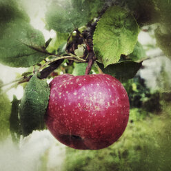 Roter Apfel am Baum - SARF000833