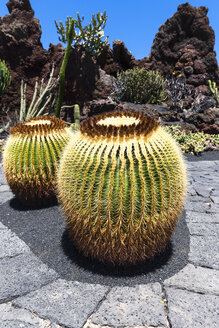 Spanien, Kanarische Inseln, Lanzarote, zwei Golden Barrel Cacti, Echinocactus Platyacanthus, in einem öffentlichen Garten - AMF002845