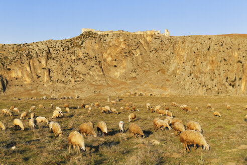 Turkey, Mediterranean region, Adana Province, Cukurova, Dilekkaya, ancient city Anazarbus, flock of sheep - SIEF005975
