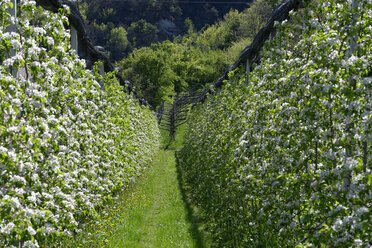 Italien, Südtirol, blühende Apfelbäume bei Altenburg - LBF000949