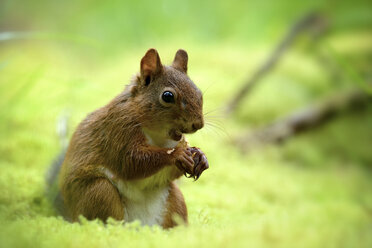 Fressendes eurasisches rotes Eichhörnchen, Sciurus vulgaris - MJOF000761