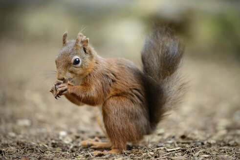 Europäisches Rotes Eichhörnchen, Sciurus vulgaris - MJOF000762