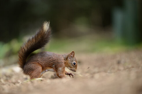 Europäisches Rotes Eichhörnchen, Sciurus vulgaris - MJOF000763