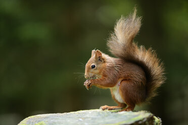 Eurasian red squirrel, Sciurus vulgaris - MJOF000764