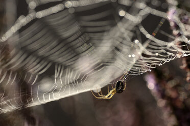 Garden spider, Araneus diadematus, hanging at spider's net - MJOF000765