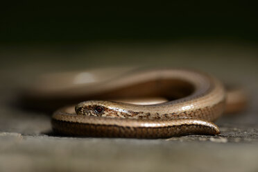 Blindschleiche, Anguis fragilis - MJOF000767