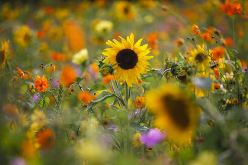 Summer meadow with sunflowers - JTF000575