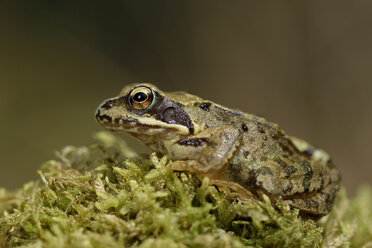 Porträt eines Frosches, Rana temporaria, auf Moos sitzend - MJOF000760