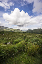 Irland, Ring of Kerry, Oberer See, Derrycunihy Wald - THAF000604