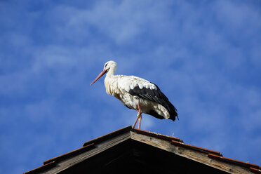 Germany, white stork, Ciconia ciconia, on roof - JTF000576