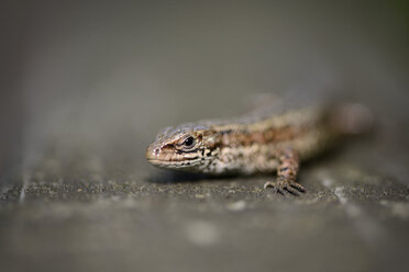 Portrait of Common lizard, Zootoca vivipara - MJOF000778