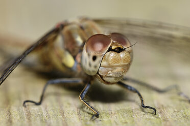 Portrait of Common darter, Sympetrum striolatum - MJOF000775