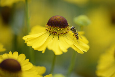 Blüte des Nieswurz, Helenium, mit Insekt - MJOF000774