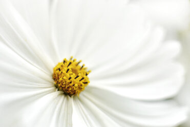 Blüte der weißen Cosmos, Coreopsideae, Teilansicht - MJOF000773