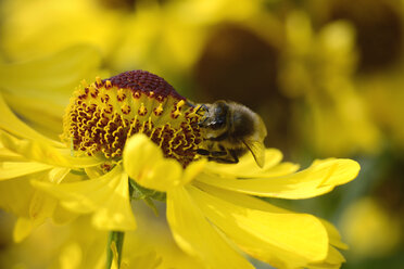 Blüte des Nieswurz, Helenium, mit Insekt - MJOF000771