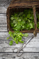 Korb mit Feldsalat, Valerianella locusta, und Schere auf Holz - LVF001934