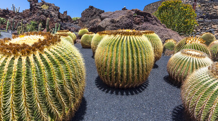 Mexiko, Goldtrommelkaktus, Echinocactus grusonii - AMF002875