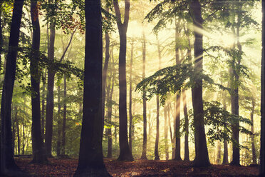 Beech forest in the morning at backlight - DWI000215