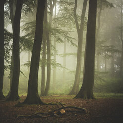 Beech forest at misty summer morning - DWI000211