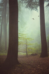 Three birds flying at foggy forest - DWI000210