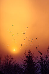 Silhouettes of birds flying in front of morning sky at sunrise - DWI000209