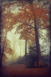 Blick auf den nebligen Herbstwald - DWI000208