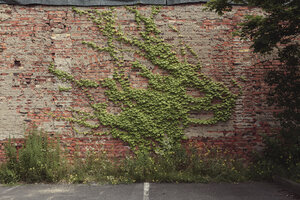 Schlingpflanze, die auf einer alten Backsteinmauer wächst - DWF000174