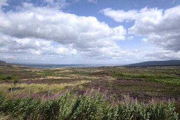 UK, Schottland, Blick über die Heidelandschaft zum Dornoch Firth - ELF001314