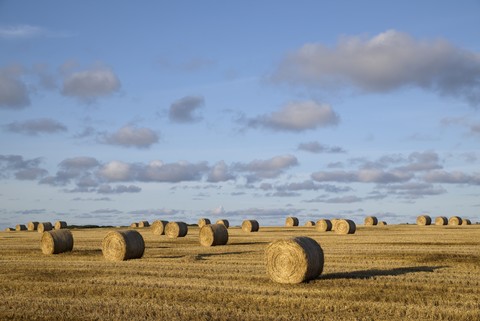 United Kingdom, Scotland, straw bales on a field stock photo