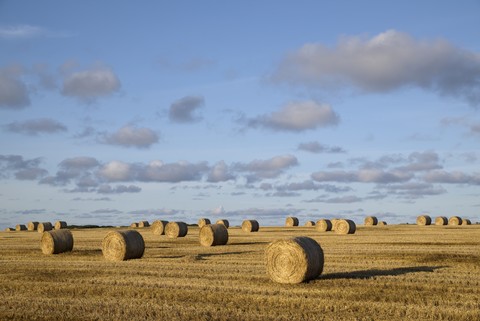 Vereinigtes Königreich, Schottland, Strohballen auf einem Feld, lizenzfreies Stockfoto