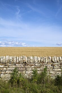 Vereinigtes Königreich, Schottland, Steinmauer und Haferfeld - ELF001351