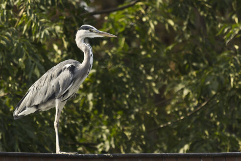 Graureiher, Ardea cinerea, stehend auf einem Dach vor einem Baum - MELF000020