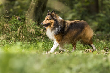 Deutschland, Shetland Sheepdog auf Wiese - STSF000532