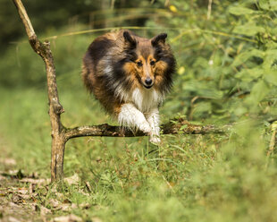 Deutschland, Shetland Sheepdog springt über einen Ast - STSF000534