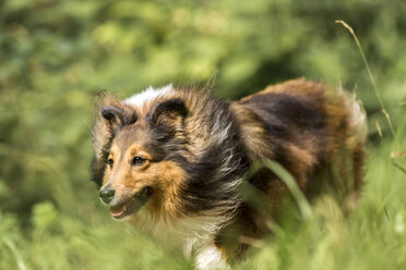 Germany, Shetland Sheepdog running on meadow - STSF000535