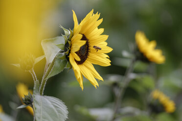 Blüte der Sonnenblume, Helianthus annuus, und Honigbiene auf dem Flug zur Futtersuche - LBF000958