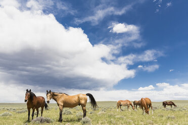 USA, Wyoming, Pferde auf Grasland - FOF007208